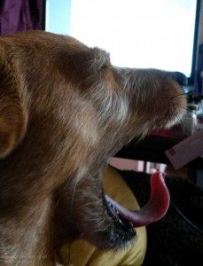 A small dog yawning in front of a laptop screen.