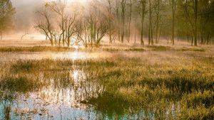 sunlight seen reflected across a wetland or swamp